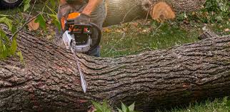 Best Tree Disease Treatment  in Superior, AZ