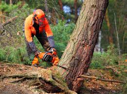 How Our Tree Care Process Works  in  Superior, AZ