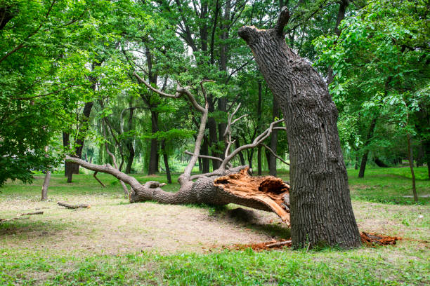 Best Tree Fertilization  in Superior, AZ