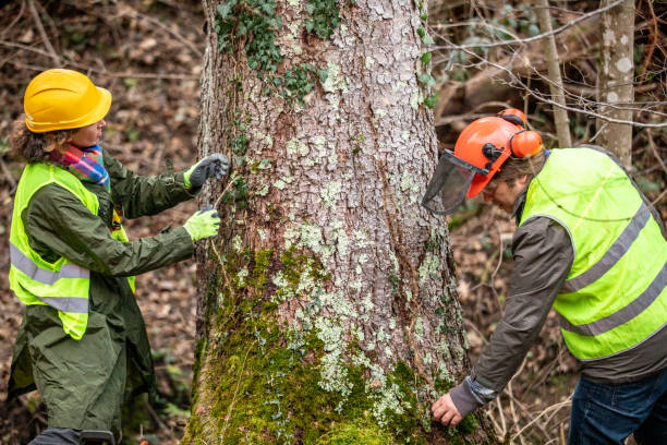 Reliable Superior, AZ Tree Care Solutions