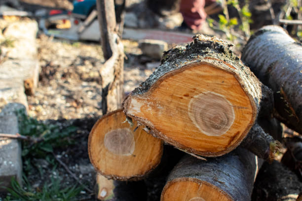 Mulching Services in Superior, AZ