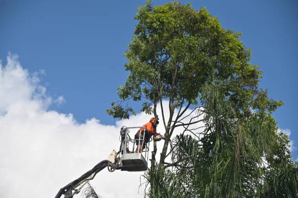 Best Aeration Services  in Superior, AZ