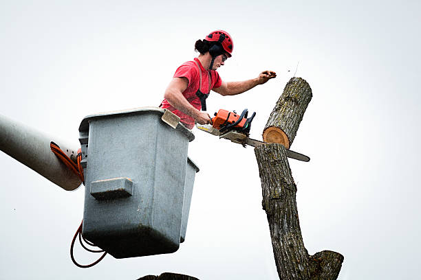 Best Tree Trimming and Pruning  in Superior, AZ