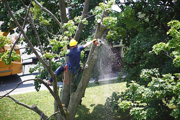 Best Tree Health Inspection  in Superior, AZ